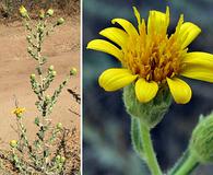 Heterotheca sessiliflora