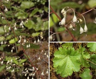 Heuchera glabra