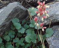 Heuchera hirsutissima