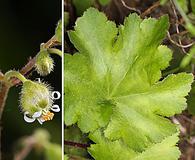 Heuchera maxima