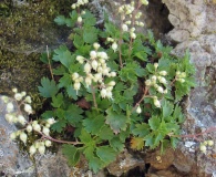 Heuchera merriamii