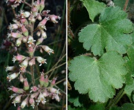 Heuchera parishii