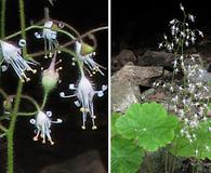 Heuchera parviflora