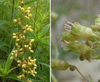 Heuchera richardsonii