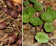 Hexastylis virginica