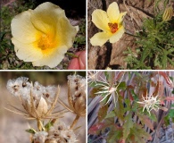 Hibiscus biseptus