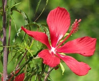 Hibiscus coccineus