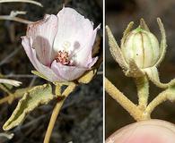 Hibiscus denudatus