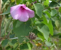 Hibiscus furcellatus