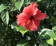 Hibiscus rosa-sinensis