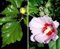 Hibiscus syriacus