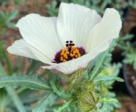 Hibiscus trionum