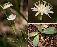 Hieracium carneum