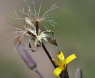 Hieracium greenei