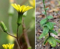 Hieracium gronovii