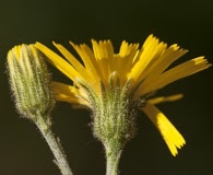 Hieracium lachenalii