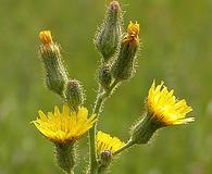 Hieracium longipilum