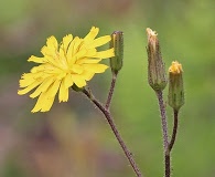 Hieracium megacephalon