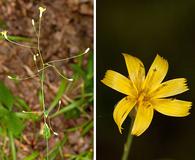 Hieracium paniculatum