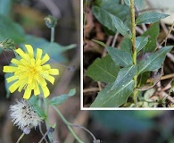 Hieracium umbellatum