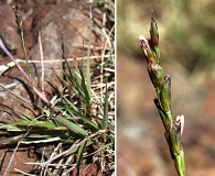 Hilaria belangeri