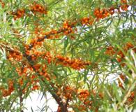 Hippophae rhamnoides