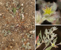 Hollisteria lanata