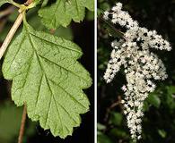 Holodiscus discolor