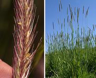 Hordeum brachyantherum