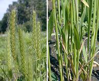 Hordeum pusillum