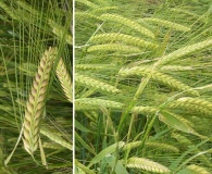 Hordeum vulgare