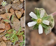 Horkelia bolanderi