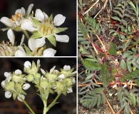 Horkelia daucifolia