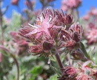 Horkelia hendersonii