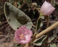 Horsfordia alata