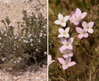 Houstonia acerosa