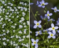 Houstonia caerulea