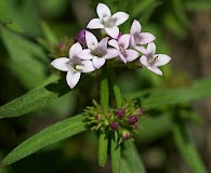 Houstonia longifolia