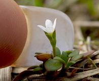 Houstonia micrantha