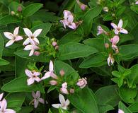 Houstonia purpurea