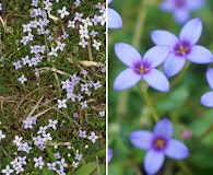 Houstonia pusilla