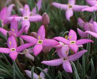 Houstonia rubra