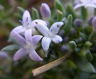 Houstonia wrightii