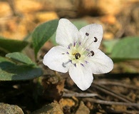 Howellanthus dalesianus