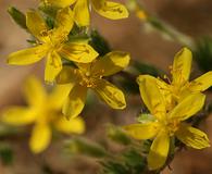 Hudsonia ericoides