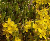 Hudsonia tomentosa