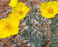 Hunnemannia fumariifolia