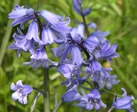 Hyacinthoides non-scripta