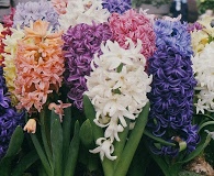 Hyacinthus orientalis