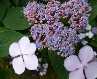 Hydrangea macrophylla